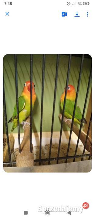 Sprzedam nierozłączki i bastardy Gródek nad Dunajcem