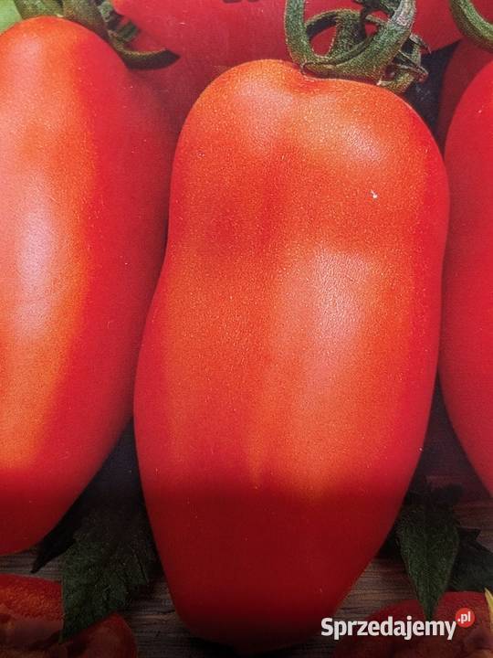 Na przetwory Pomidor San Marzano nasiona Nowy Sącz
