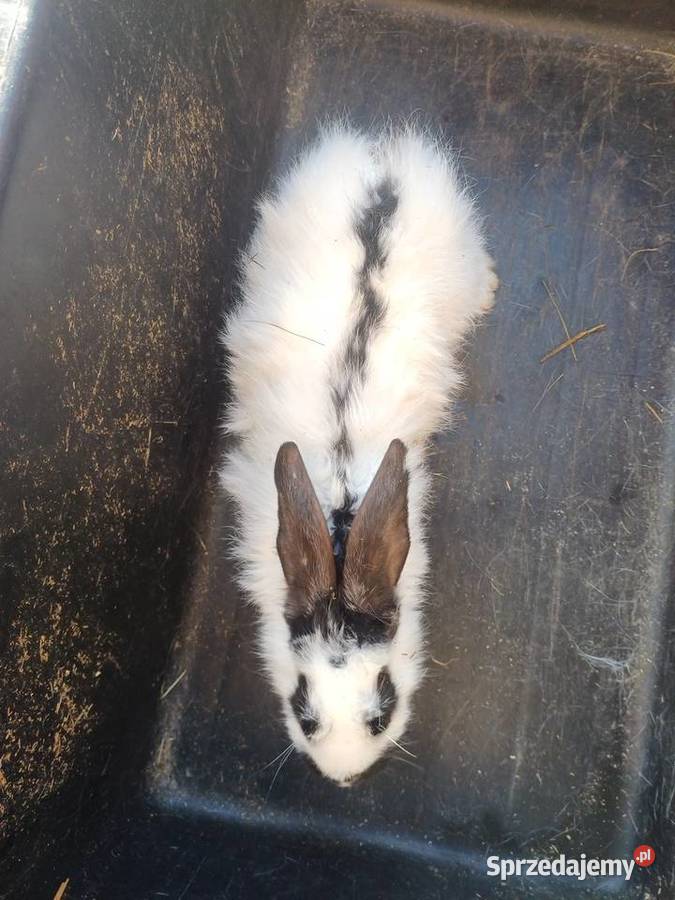 Królica młoda mieszaniec srokacza Bączal Górny