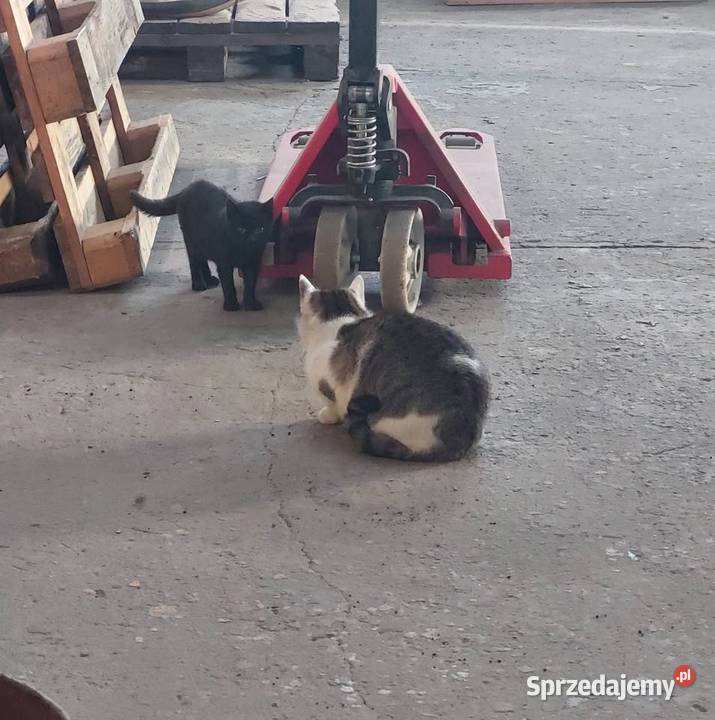 Zrób porządki pomóż bezdomniakom Moda i Styl