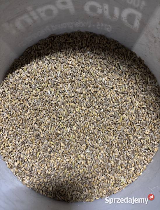 Pszenica jara 2025 wiana Pilawa