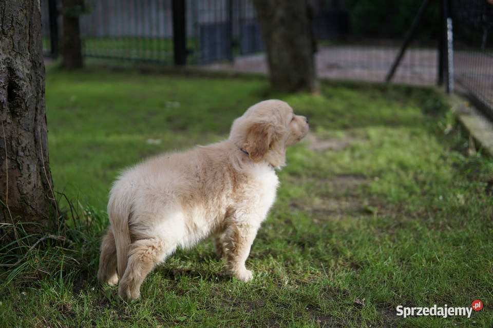 Szczeniak Golden Retriever podkarpackie Rzeszów