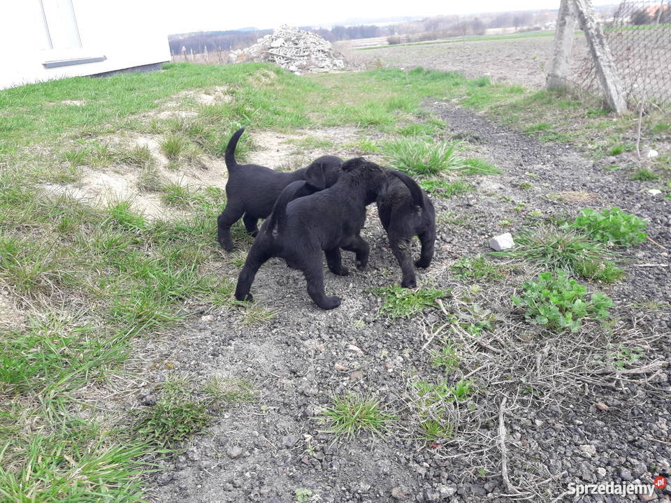 Labrador retriver labradory szczenięta szczeniak
