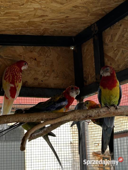 Papugi rozelle mazowieckie Wola Miastkowska