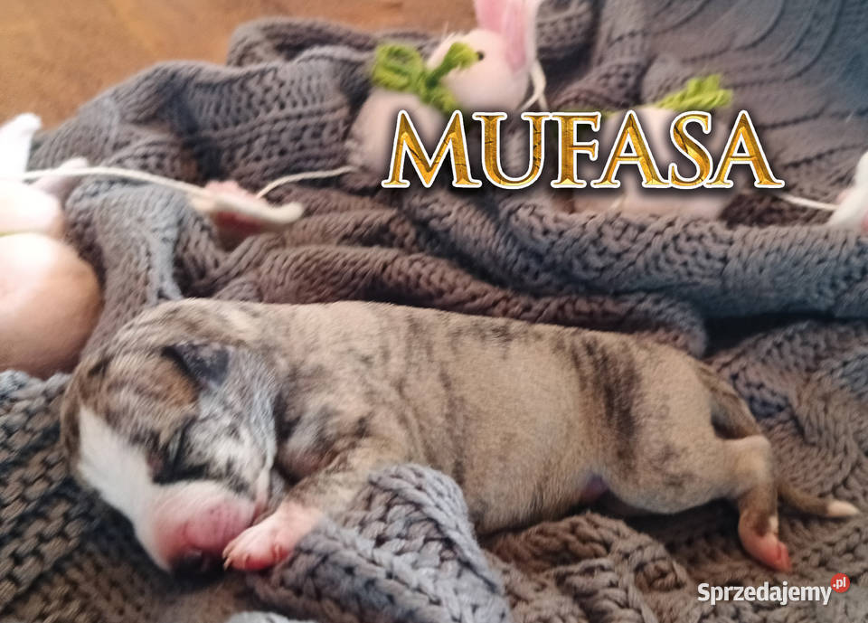 MUFASA Whippet na sprzedaż piękne rasowe zdrowe Psy Poznań sprzedam