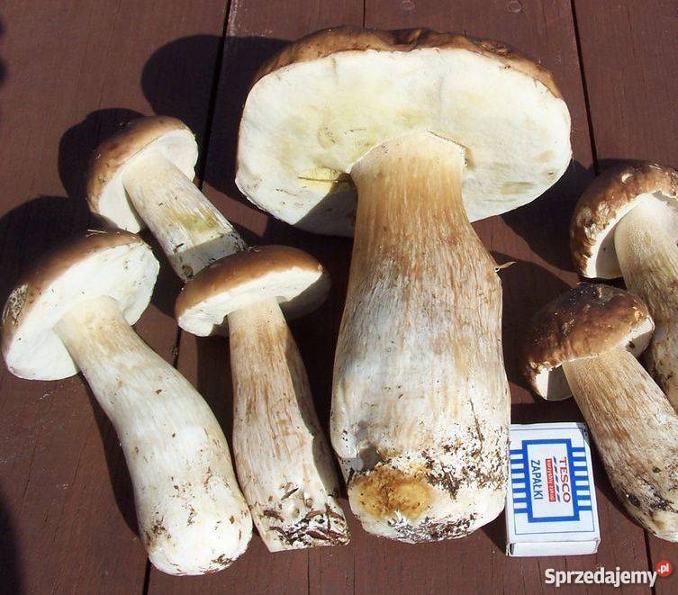 Piękna działka we wsi Kosyń gmina Wola Uhruska prąd lubelskie