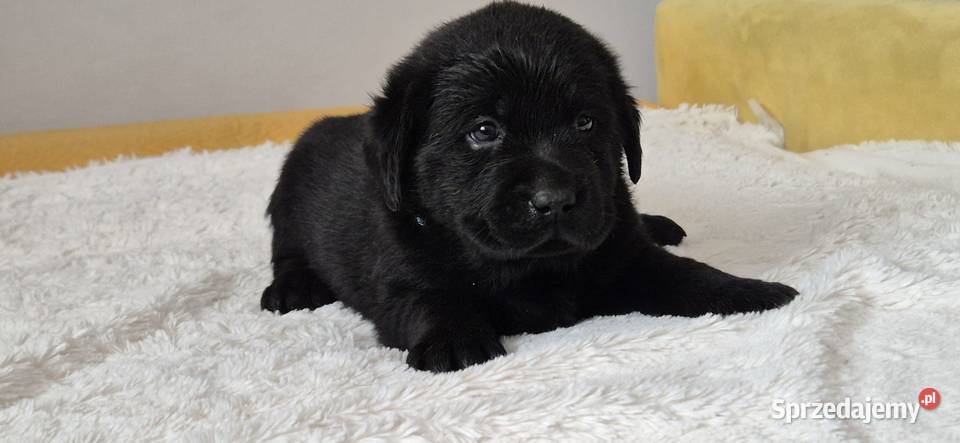 Labrador retriever czarny piesek Pasztowa Wola