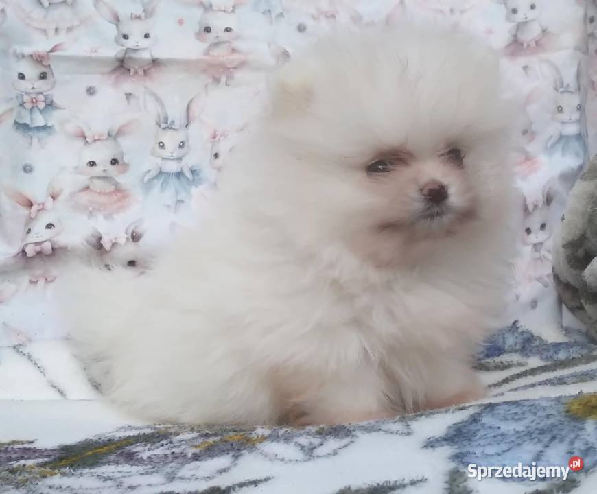 Pomeranian szpic miniaturowy cudowna MALUTKA Warszawa sprzedam