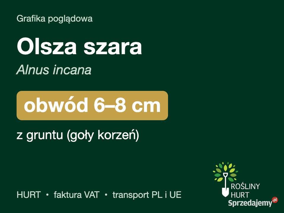 Olsza szara Alnus incana obwód 68 z gruntu HURT sprzedam