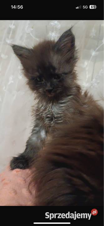 Maine coon dymny Maine Coon Grudziądz sprzedam