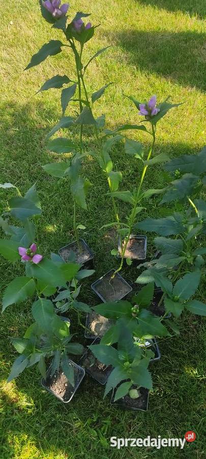 Żółwik ukośny Białystok