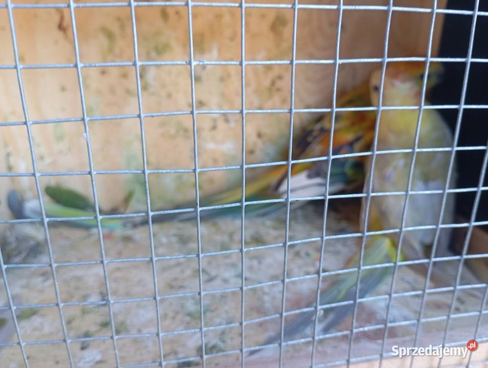 Świergotki 2 pary lęgowe