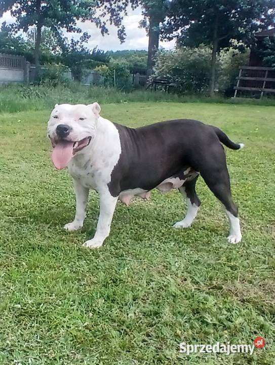 American Staffordsihre Terrier szczeniak Psy