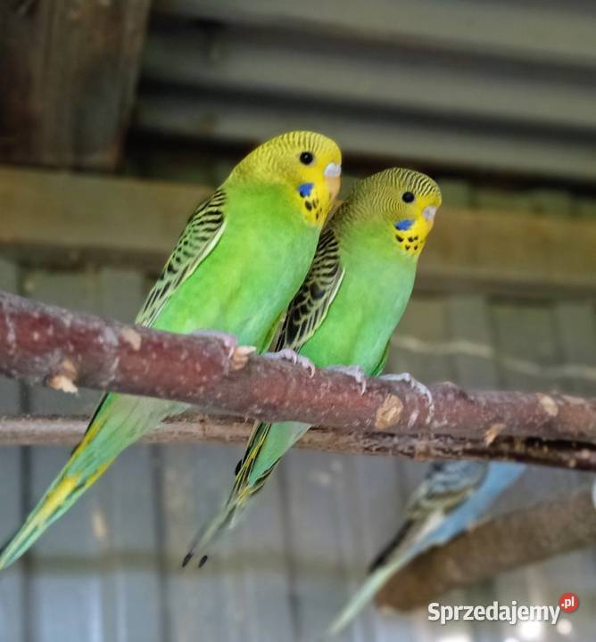 Papugi Papuga fiesta śląskie Jastrzębie-Zdrój