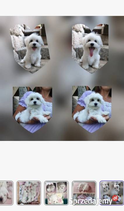 Maltańczyk szczeniaczki z rodowodem Kowary