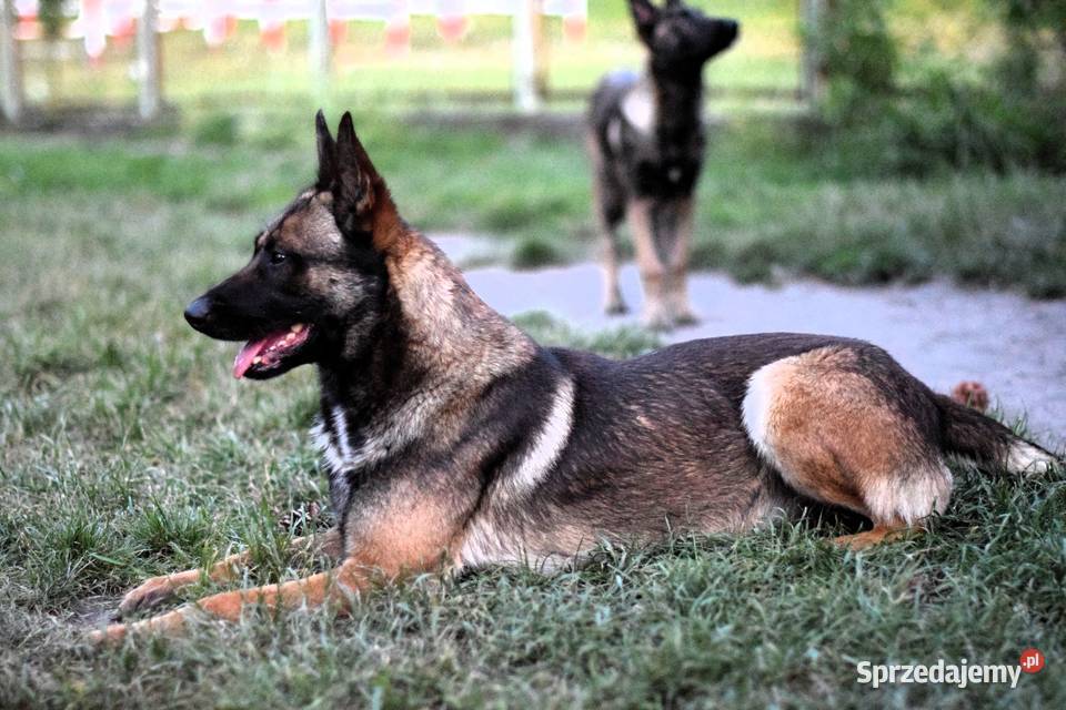 Amber owczarek belgijski malinois Owczarek Owczarek Lublin