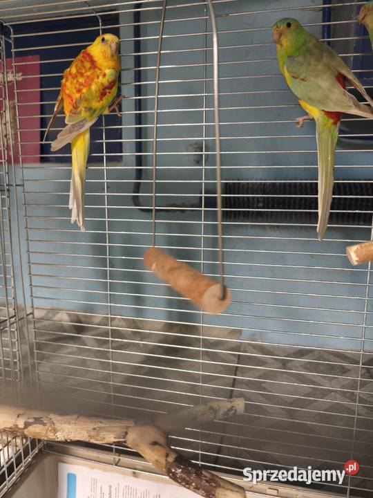 Świergotki seledynowe Poznań