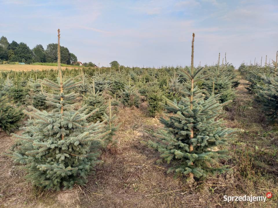 Choinki świerk srebrny Śniadka Druga