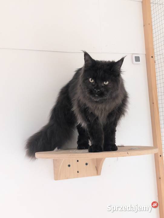 Flavio kocurek Maine Coon Adopcja płatna
