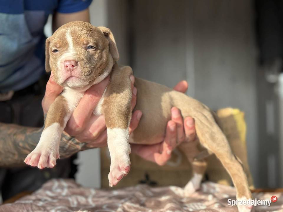 American Bully XL ABKC Poznań sprzedam