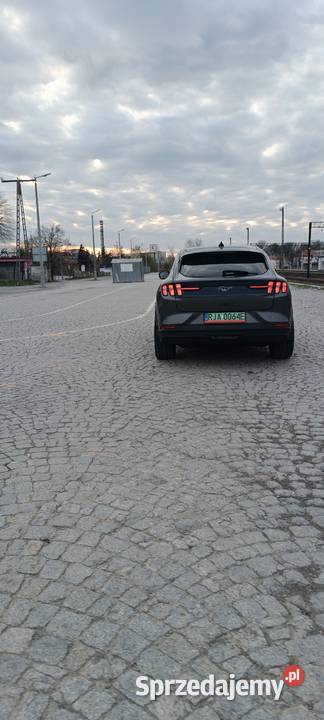 Mustang mache sprzedam