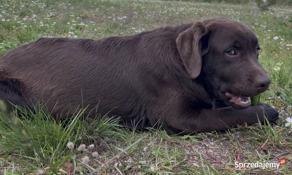 Labrador Czekoladowy szczenię Piekary