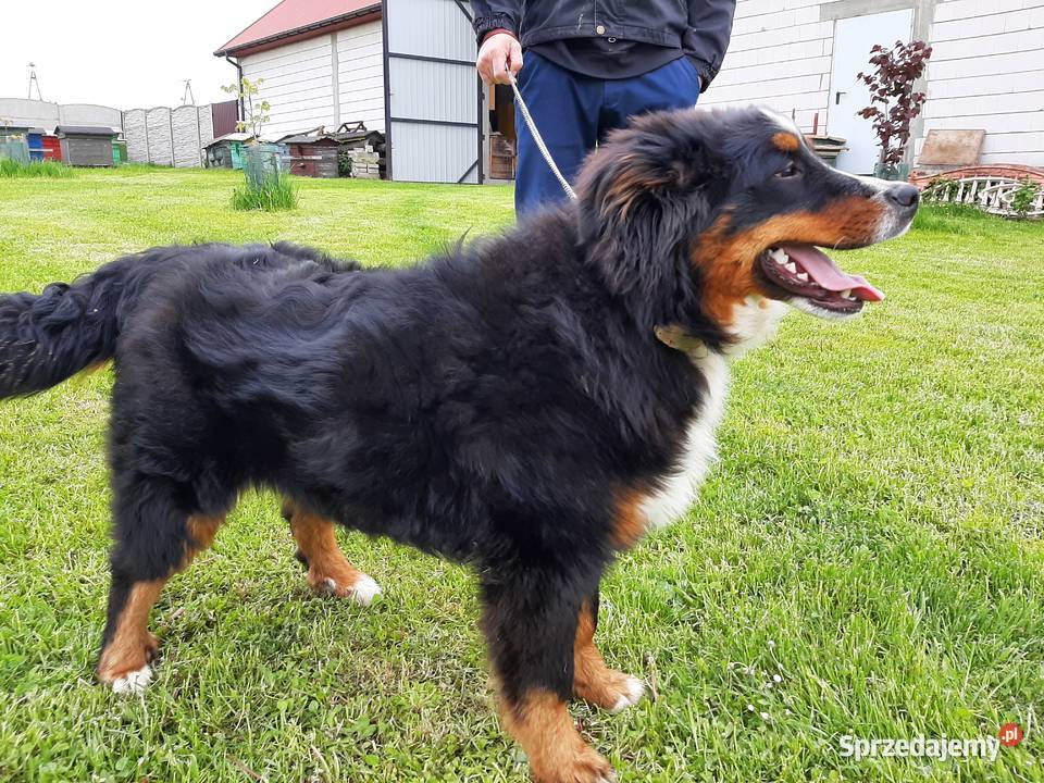 Berneński pies pasterski 6 miesięcy Sprzedaje z Nowa Słupia