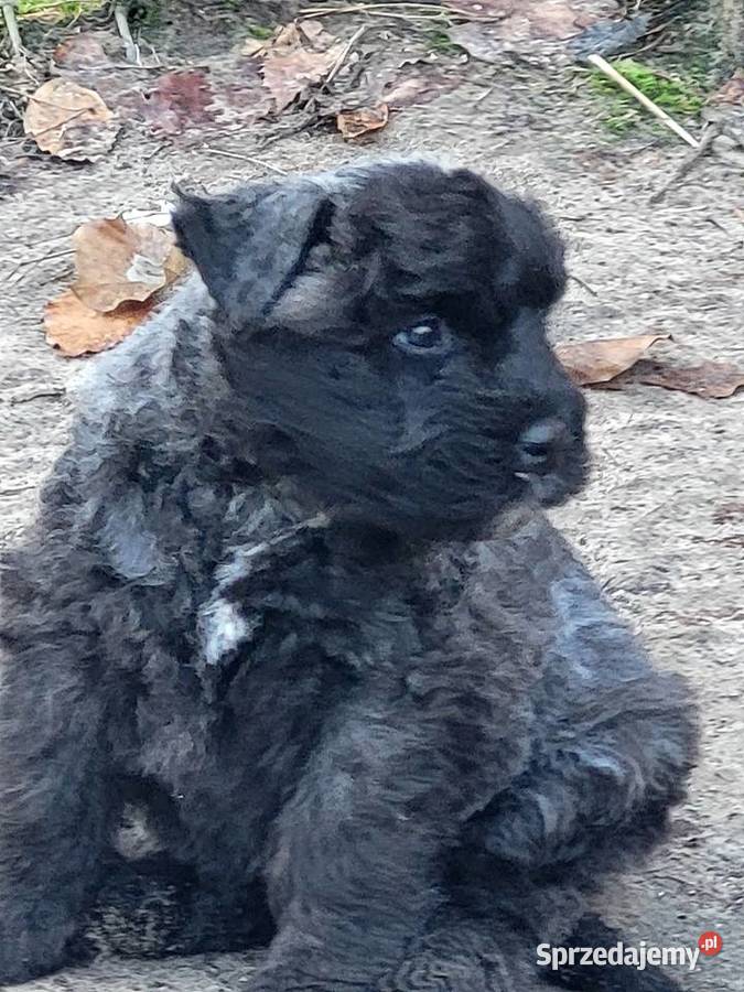 BOUVIER DES FLANDRES Kobylanka