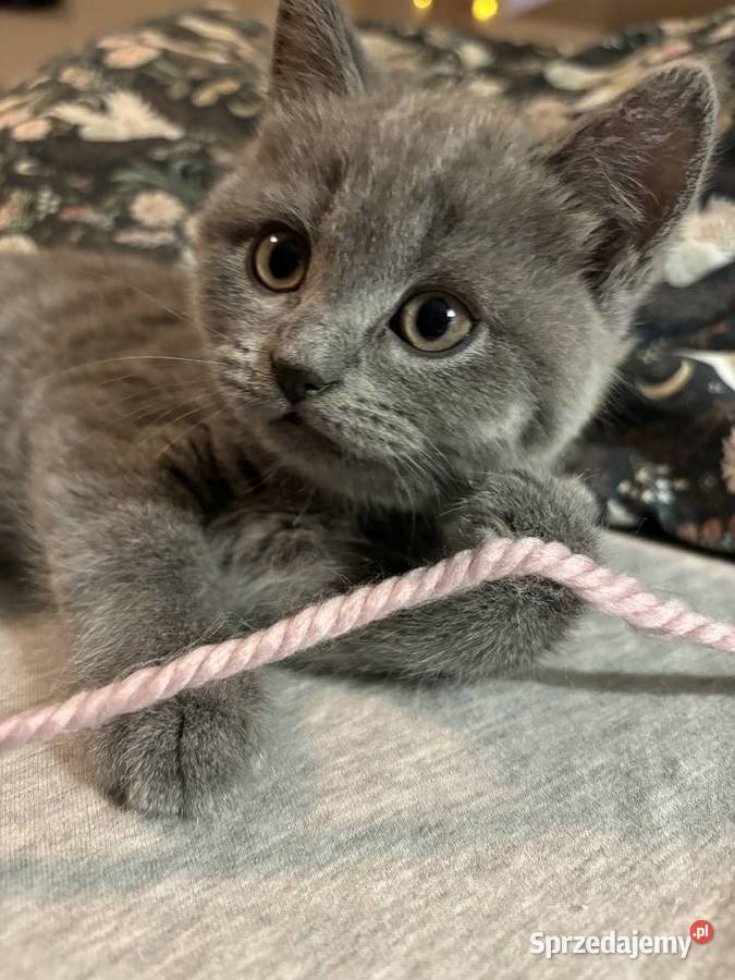 Kot brytyjski kocur z 5 pokoleniowym rodowodem Kraków