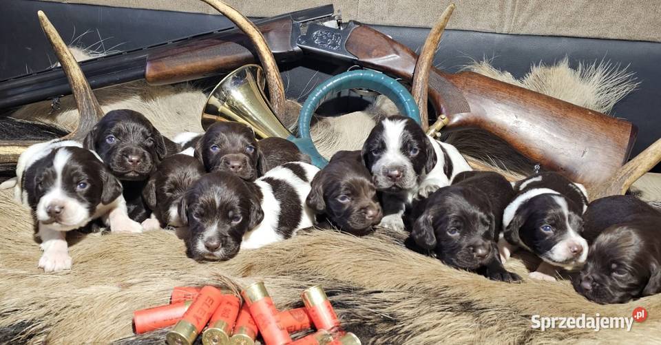 Płochacz niemiecki WACHTELHUND Piesek Tułowice sprzedam