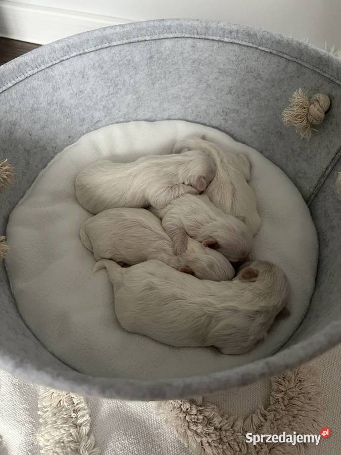 malutkie Maltańczyki rezerwacja Dębica