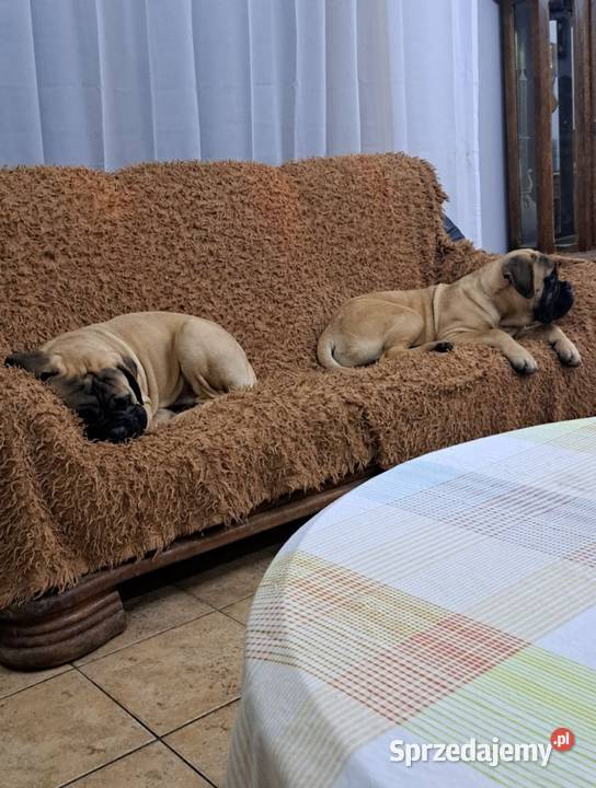 Bullmastiff zapiwiedź miotu Lublin