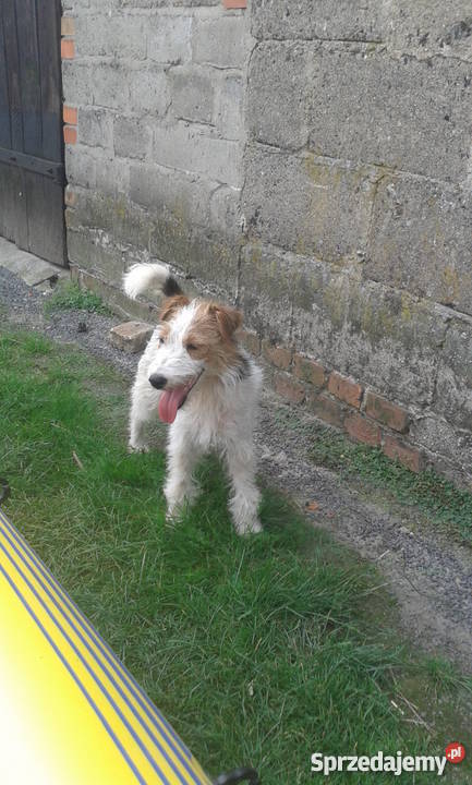 Foksterier jagderrier terier