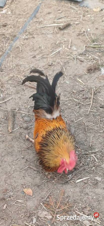 Koguty Miniaturki mazowieckie Zaborówek