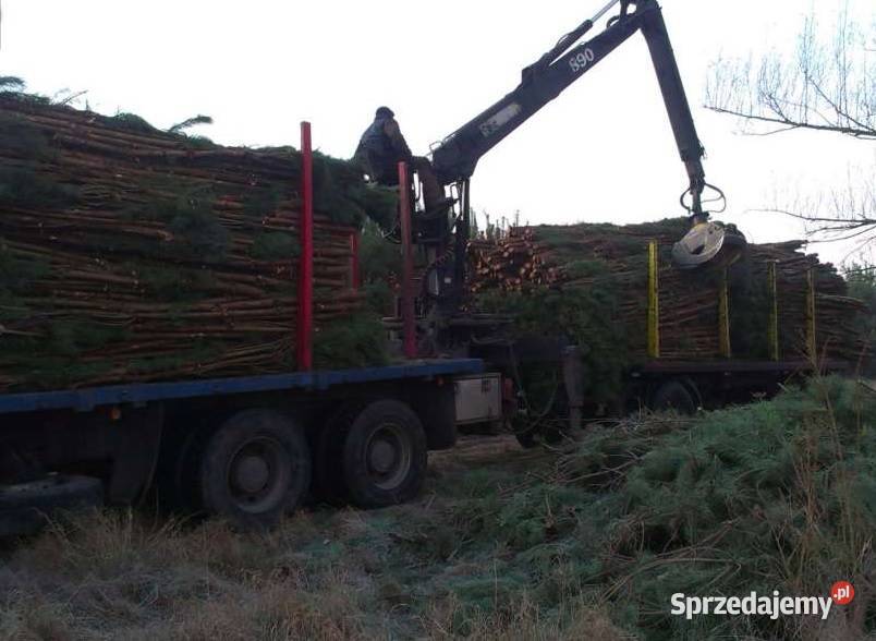 Faszyna leśna fi 20 Paliki sosnowe