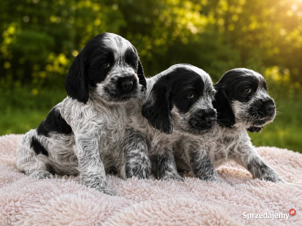 Cocker spaniel angielski