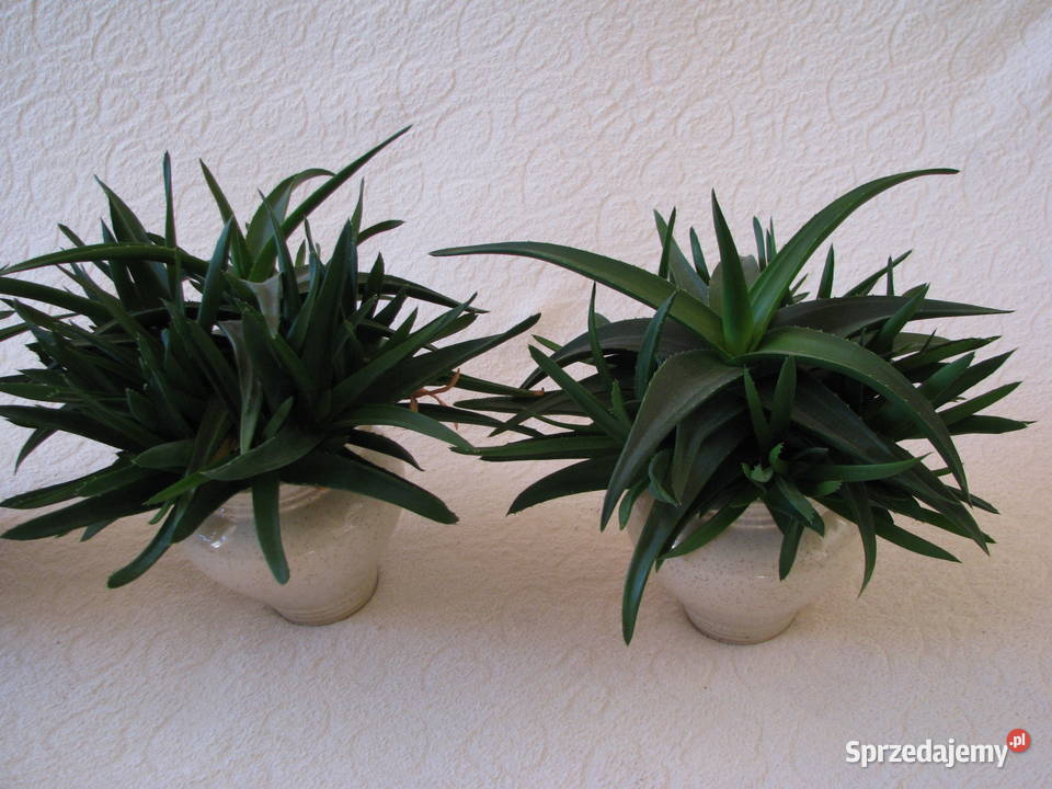 Aloes piękna tryskająca zielenią roślinka o Brzegi