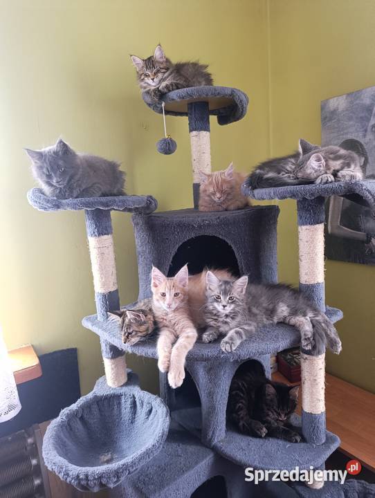 Maine coon Maine Coon Krasnystaw