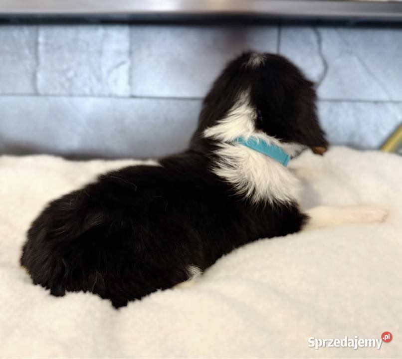 Piesek BERNIE Cavalier King Charles Spaniel Limanowa