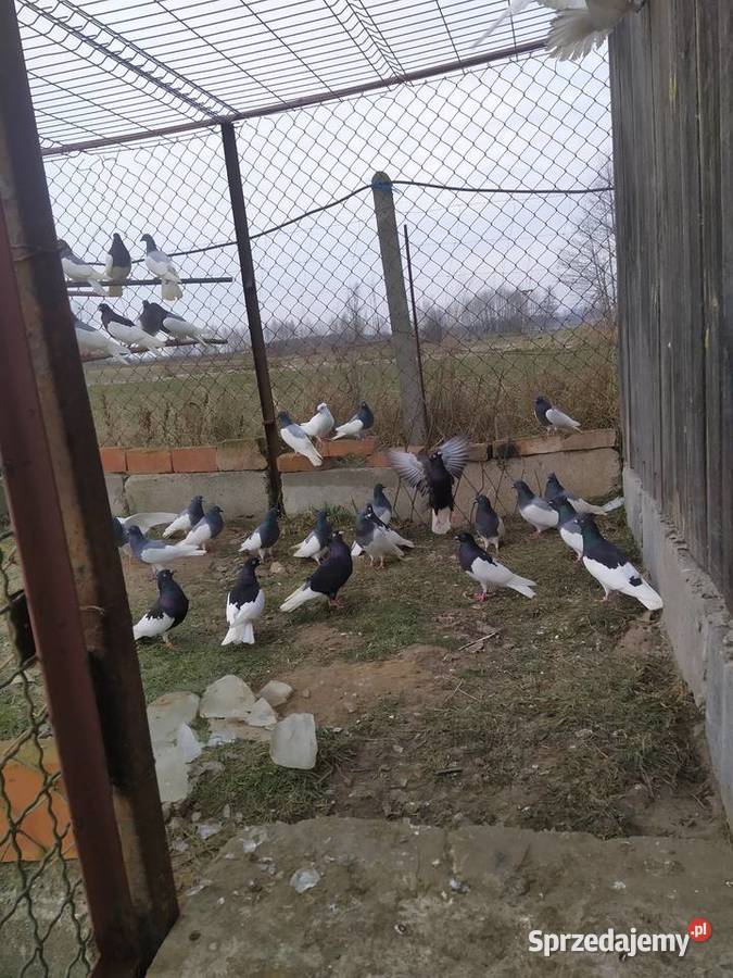 Sprzedam gołębie murzyny mazowieckie
