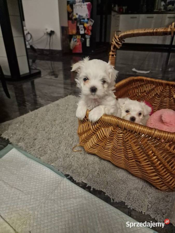 Maltanczyki szczeniaki Wieluń