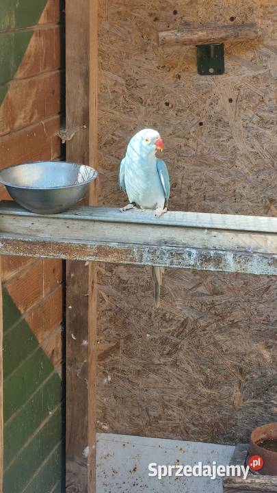 Aleksandretta aleksandretty Ptaki małopolskie Wielmoża sprzedam