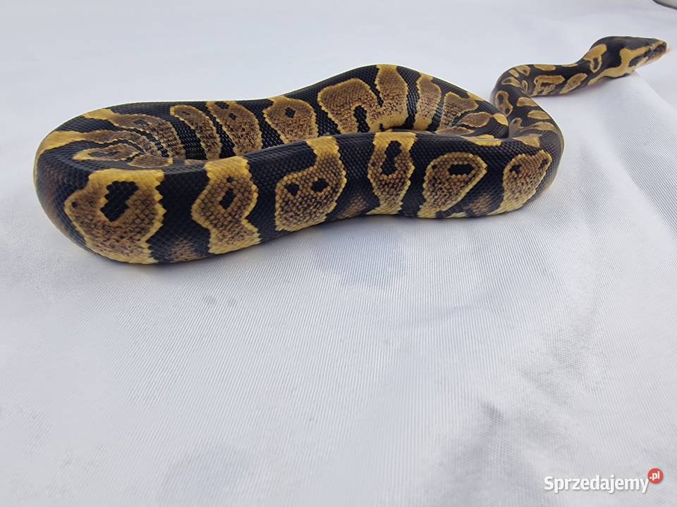 Wąż pyton królewski python regius samica Wrocław