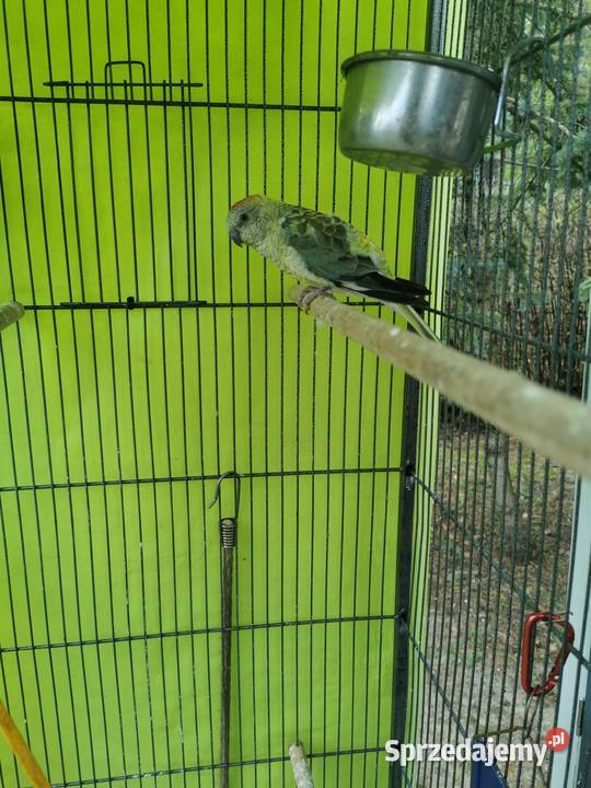 Sprzedam samicę świergotki seledynowej Otwock