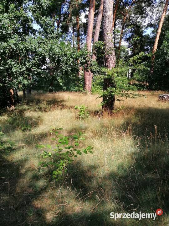 Nieruchomość Syndyka Józefów Wiązowska