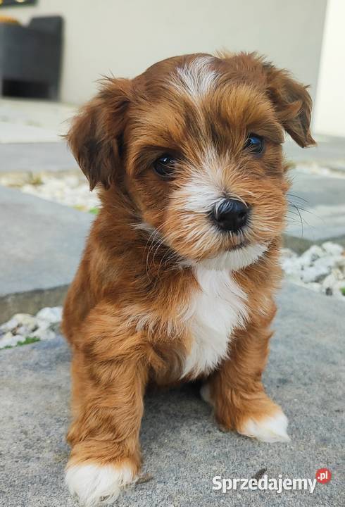 Hawańczyk rodowód FCI Pozostałe Zwierzęta Poraj