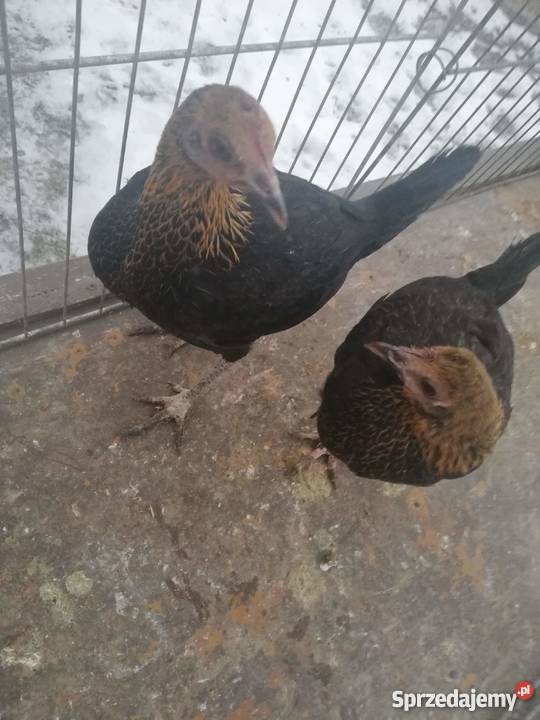 Bojowiec nowoangielski Siedlce