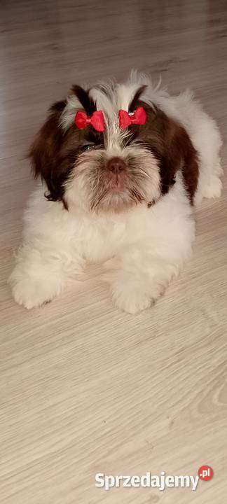 Gotowa do odbioru suczka rasy ShihTzu Shih Tzu sprzedam