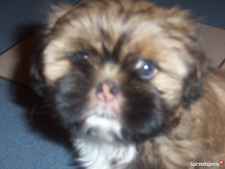 Szczenięta shih tzu Psy Wieluń