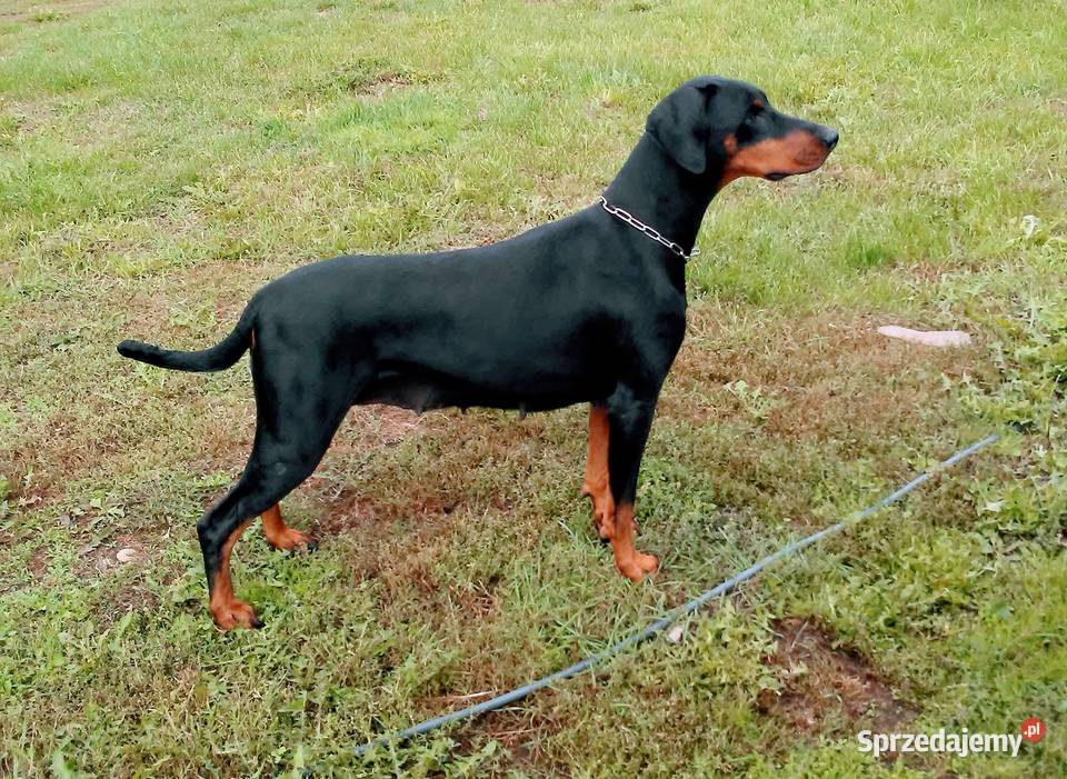 Doberman FCI ZKwP tanio świętokrzyskie Włoszczowa